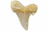 Serrated Sokolovi (Auriculatus) Shark Tooth - Dakhla, Morocco #312635-1